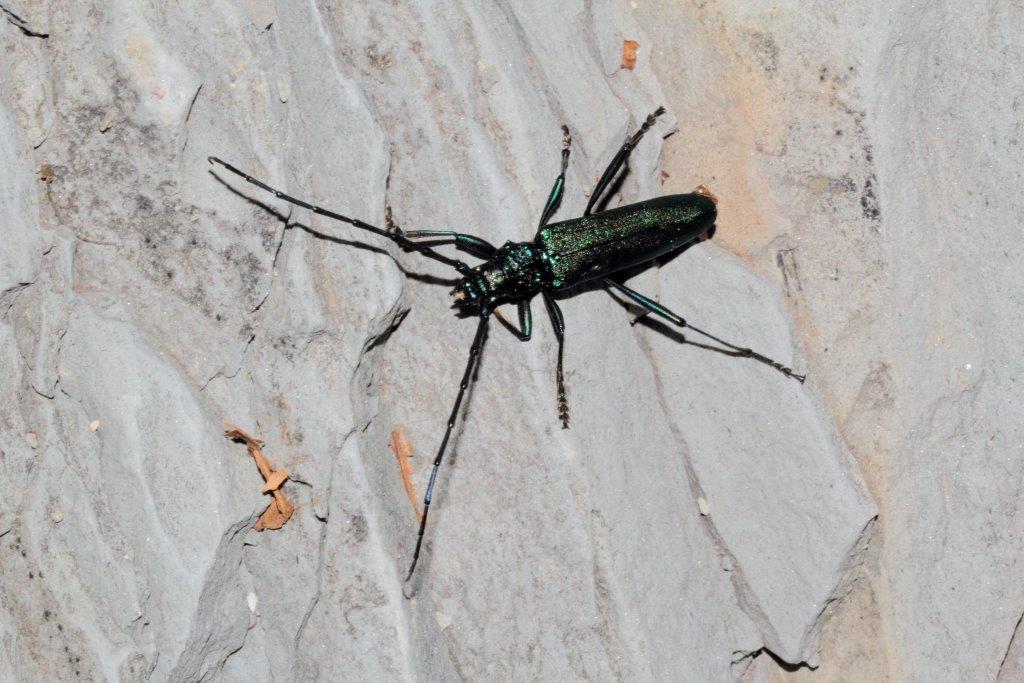 Rosalia alpina ed altro cerambicide da id.